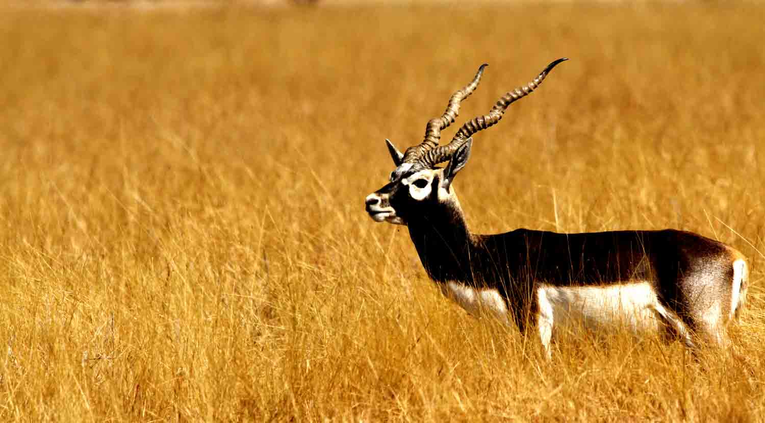51 National Parks In India In 2023 For Wildlife Lovers