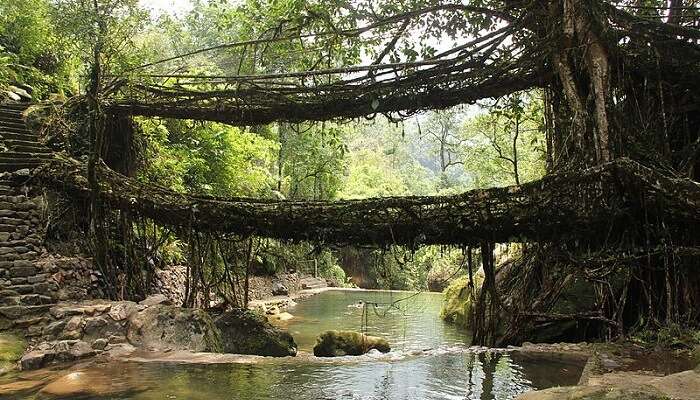 living roots bridge