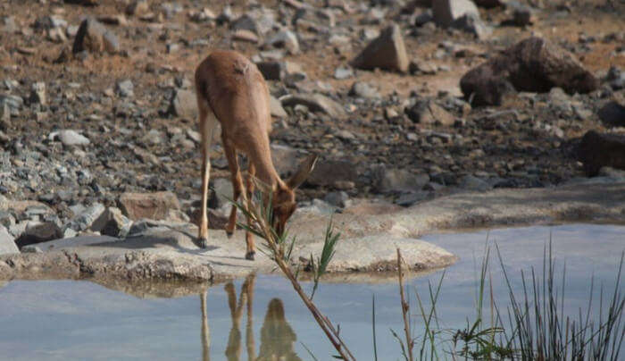 Animal Drinking Water