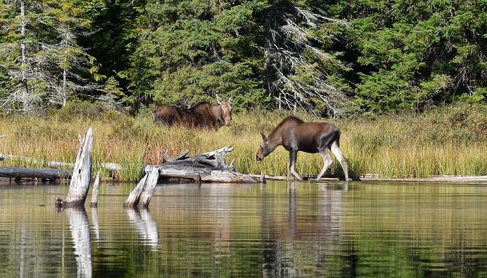 Algonquin Provincial Park