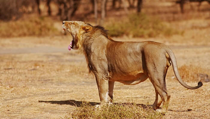 Asiatic Lion