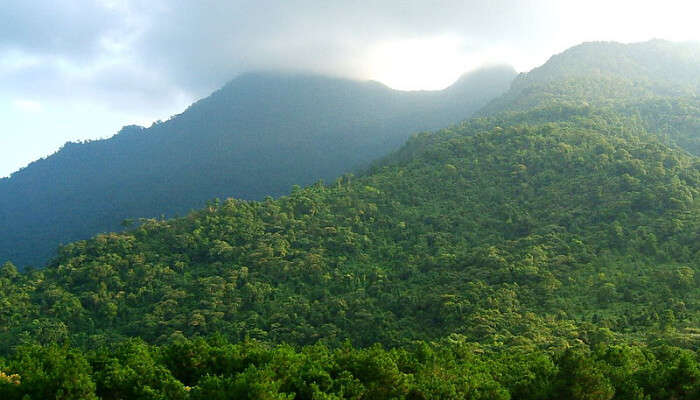 Forests over Mountains