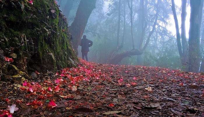 shingbo rhododendron sanctuary