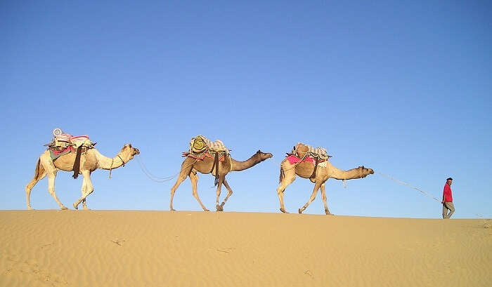 Camel safari ia an outstanding experience