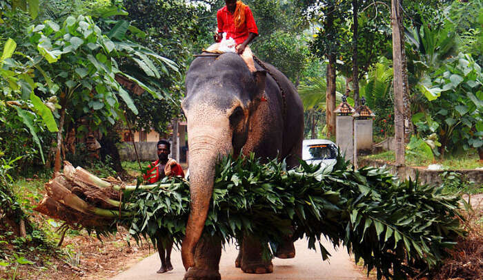 Elephant Carry Load