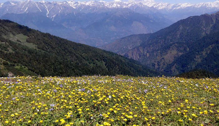 Flowers Valley