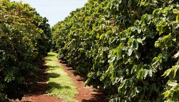 Coffee Plantations