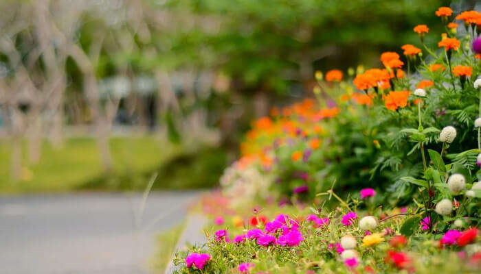 Garden flower