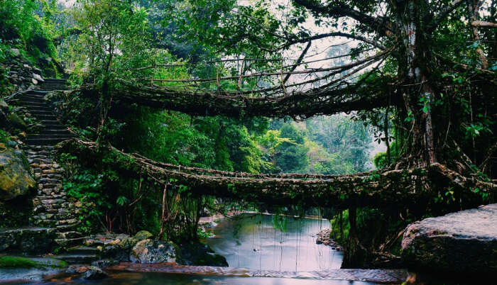 Root Bridge