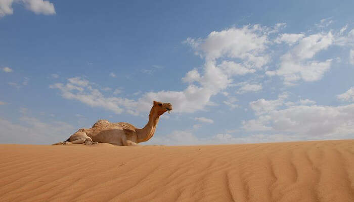 Camel sitting on the desert