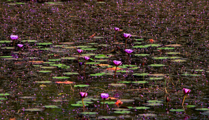 Beautiful flowers in Lake