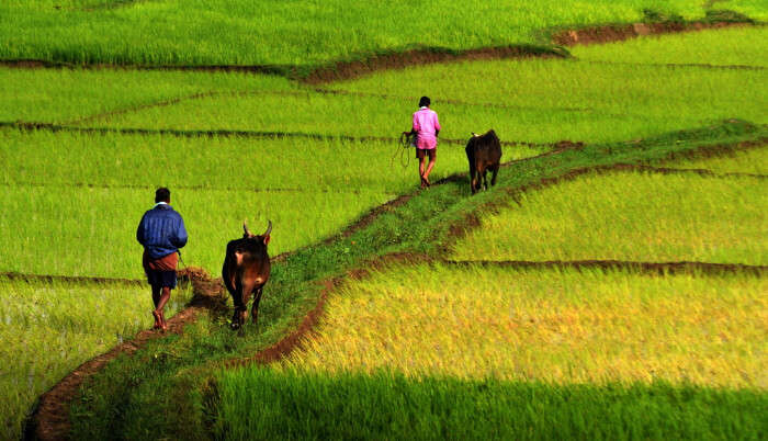 Village Life Of Wayanad