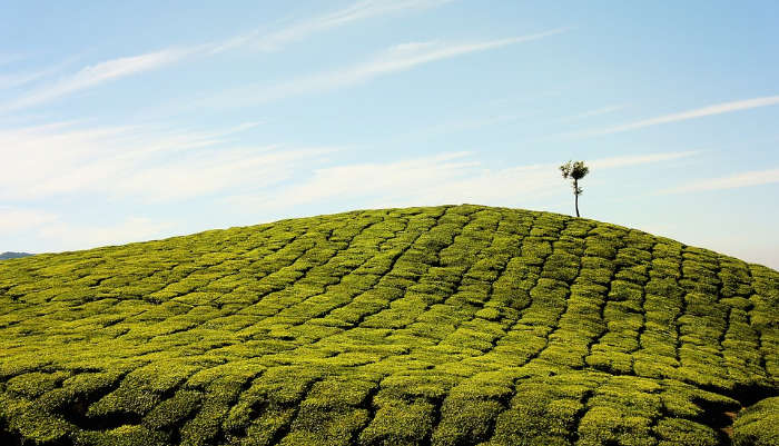 Tea plantation field