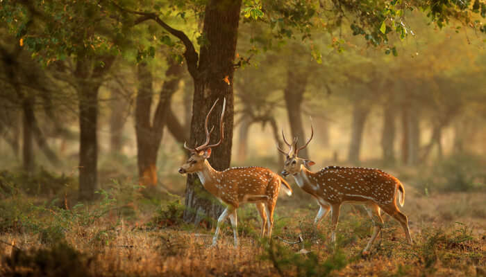 Wildlife Of Munnar