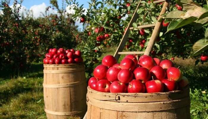 Fruit Orchards View