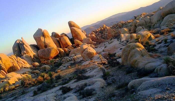 Beautiful deserts, flowers and plants, iconic Joshua trees