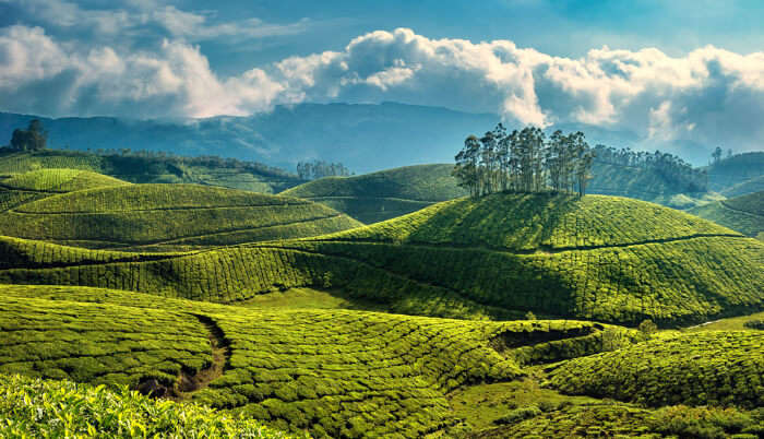 Tea Plantations in Munnar