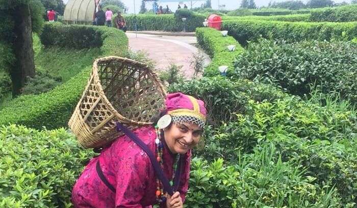 clicked pictures with tea plantations