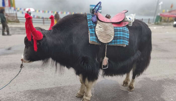 yak image