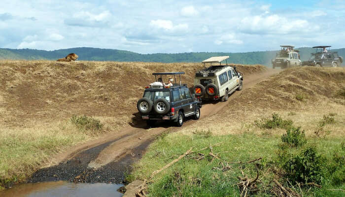 Jeeps In a National Park