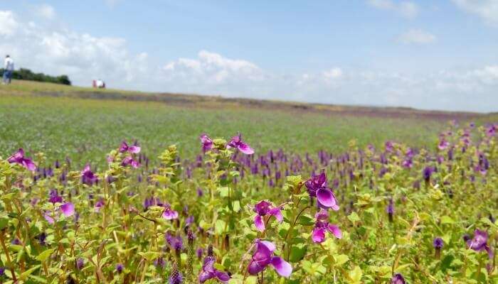 flower valley