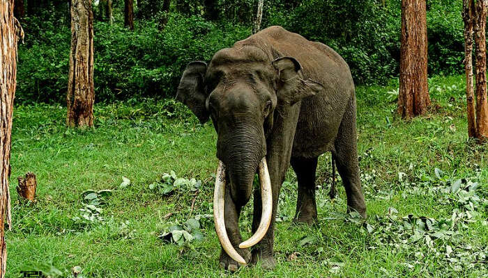 Elephant walking in the jungle