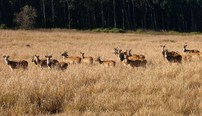 Deer Sanctuary