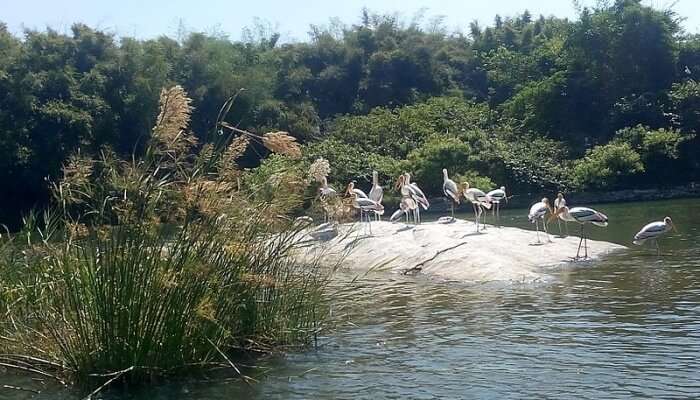 Kaveri River