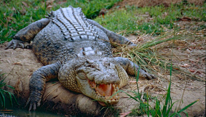 crocodile in sanctuary