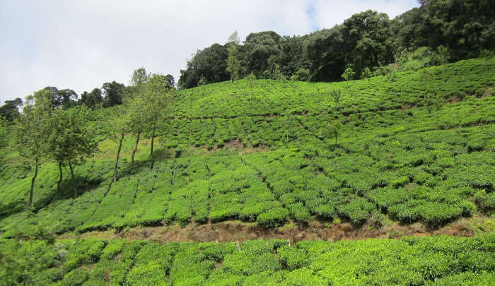 Tea Gardens