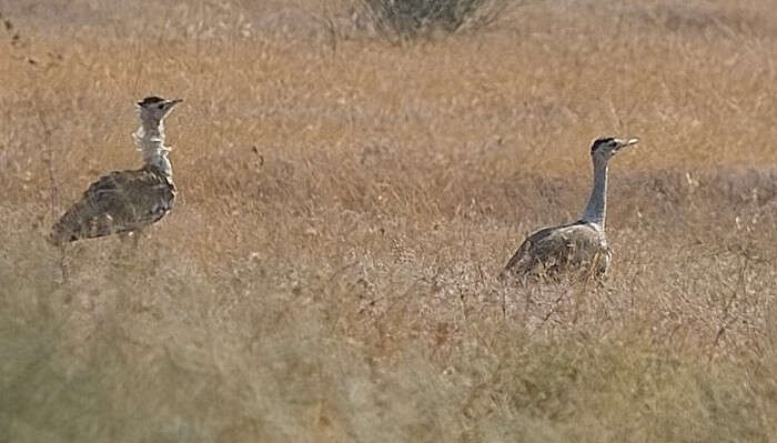 Kutch Desert Sanctuary