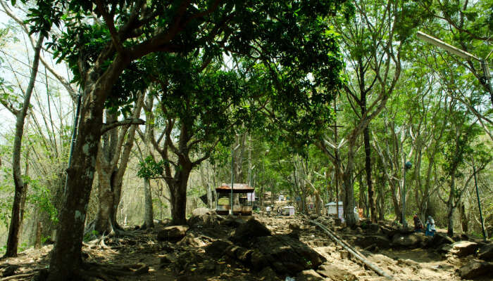 Malayattoor forest