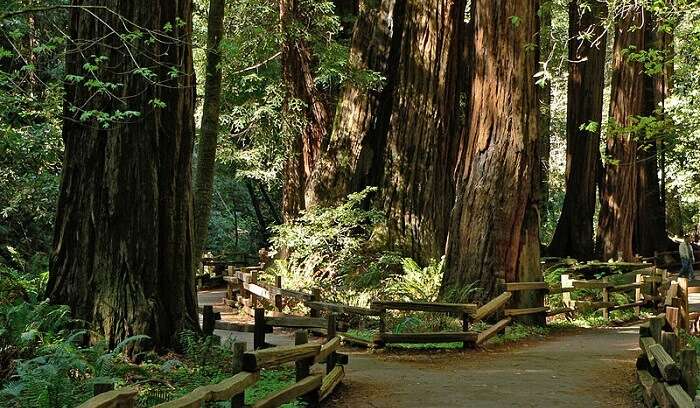 spectacular view of the treetops