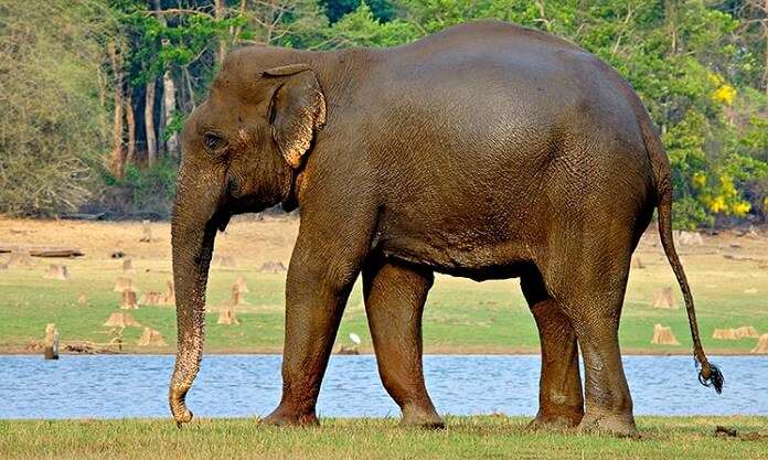 Nagarhole is one of the world's best breeding grounds for wild Asain Elephants
