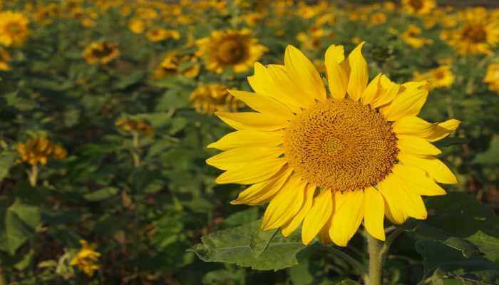 Sunflower View