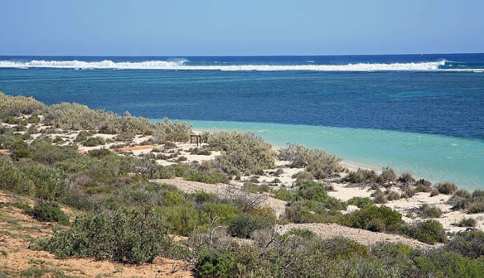 Plants near reef