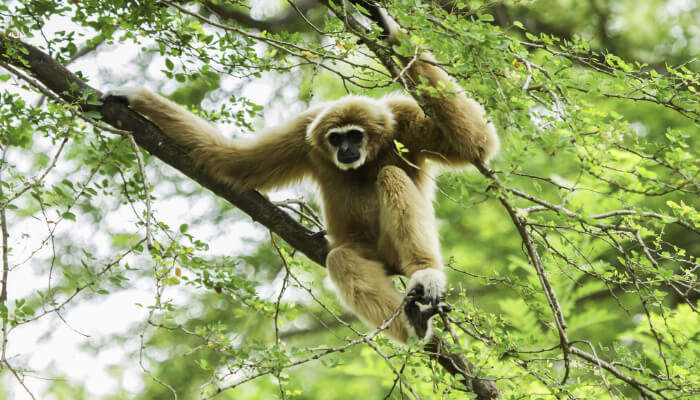 Monkey at Tree