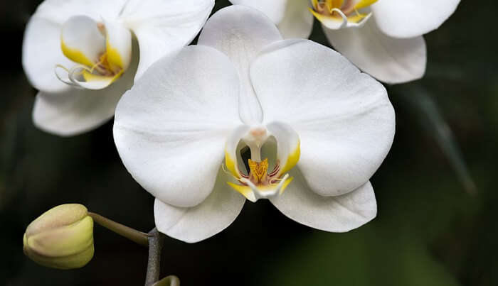 Beautiful Orchid Flower