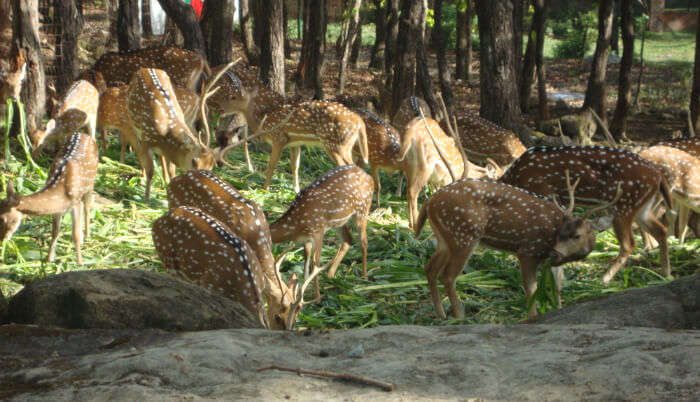 Reserve Forest in Dehradun