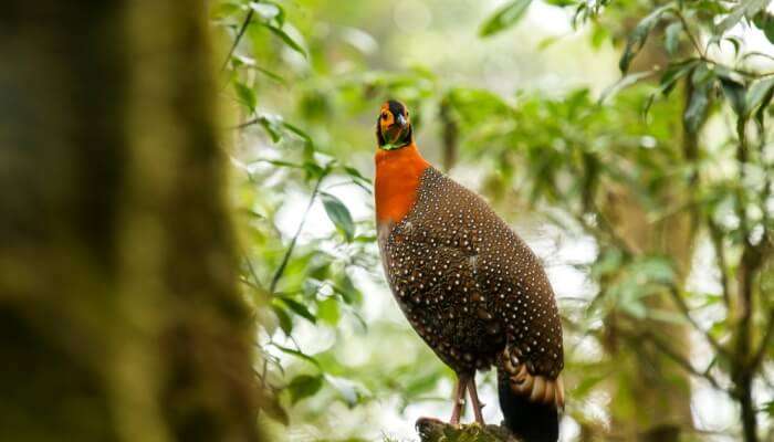 Wildlife In Nagaland