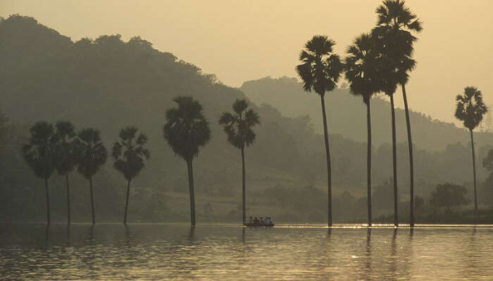 Coconut trees in a peaceful lake