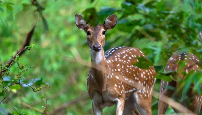 Top 177 + National animal of nagaland - Inoticia.net