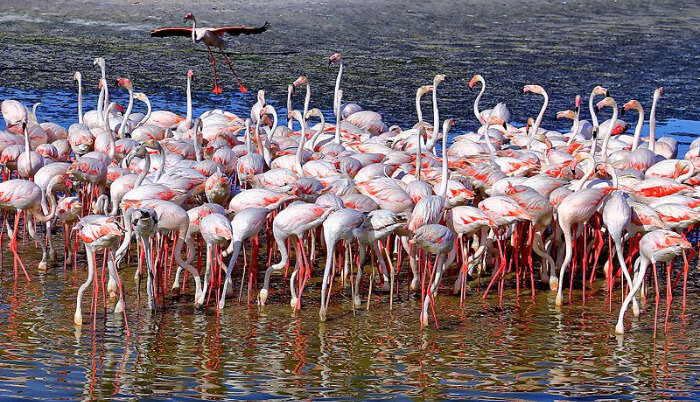 Dubai Wildlife: 6 Nature Reserves To Witness Arabic Flora And Fauna!