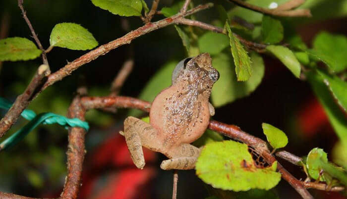 Beautiful Frog