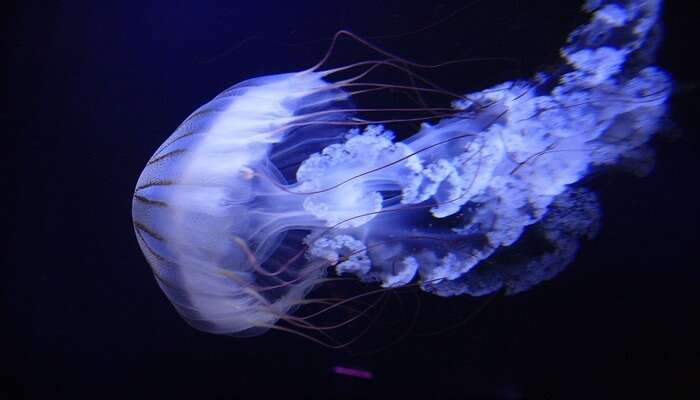 Roundhouse Aquarium