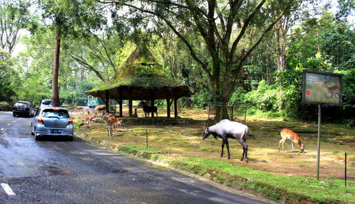 Deer walking in the zoo