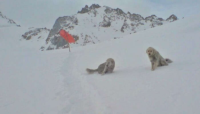 Mountain Dogs In Siachen In Snow