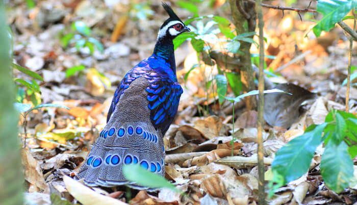  Bird Sanctuary in Meghalaya