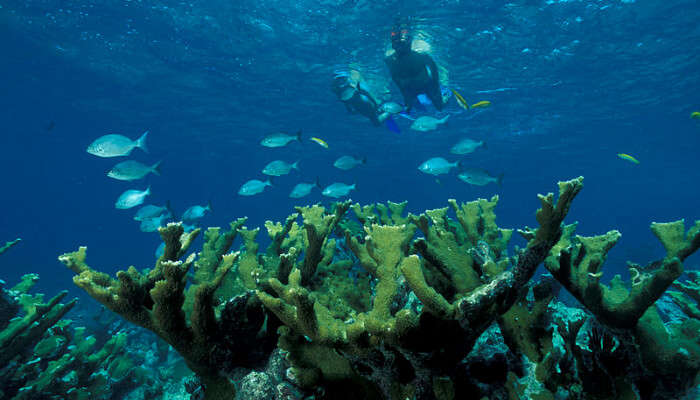 Snorkeling in blue water