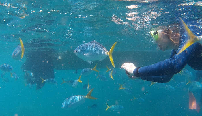 Snorkelling in Clear Water